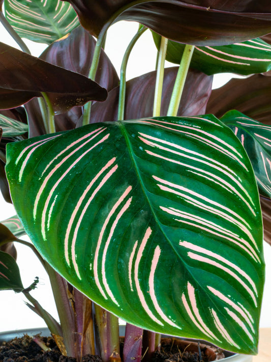 Calathea Pink Pinstripe Prayer Plant | Keeps Moving & Going