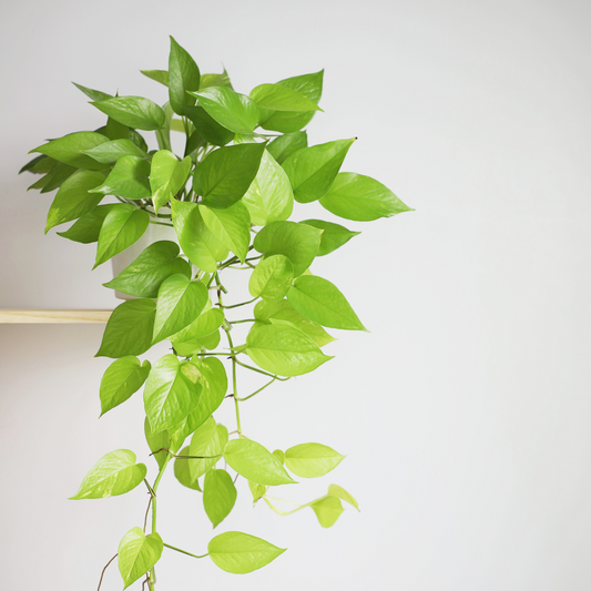 Our Top 20 Plant Tips for Growing your Indoor Jungle