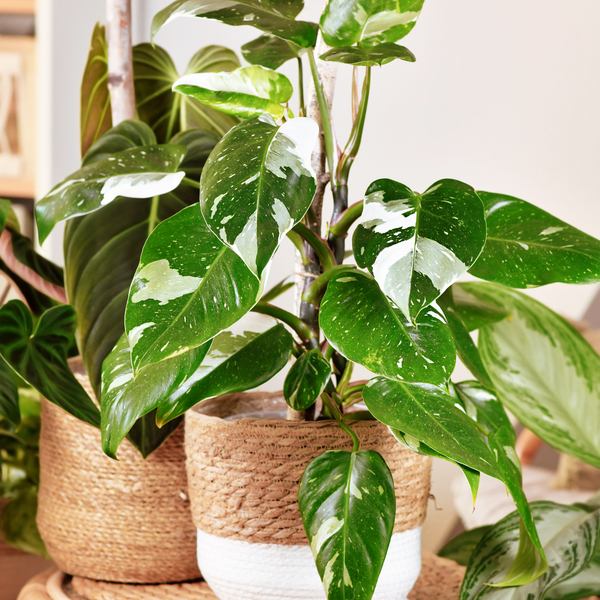 White Princess Philodendron Leaves Turning Pink | A Gorgeous Phenomeno -  Verdant Lyfe