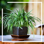 Here to Clear the Air-Purifying Plants