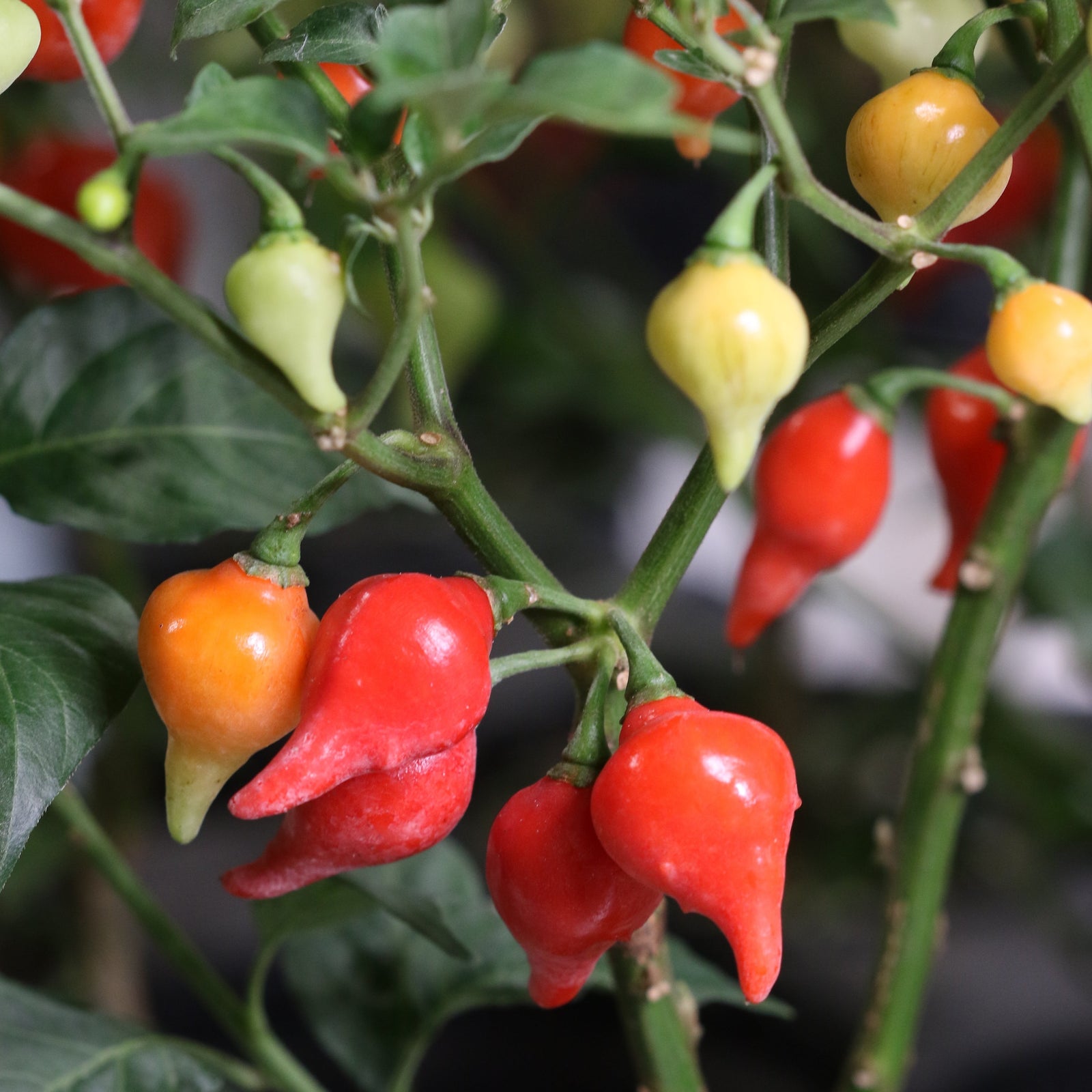 Sweety Pepper Drop Plant