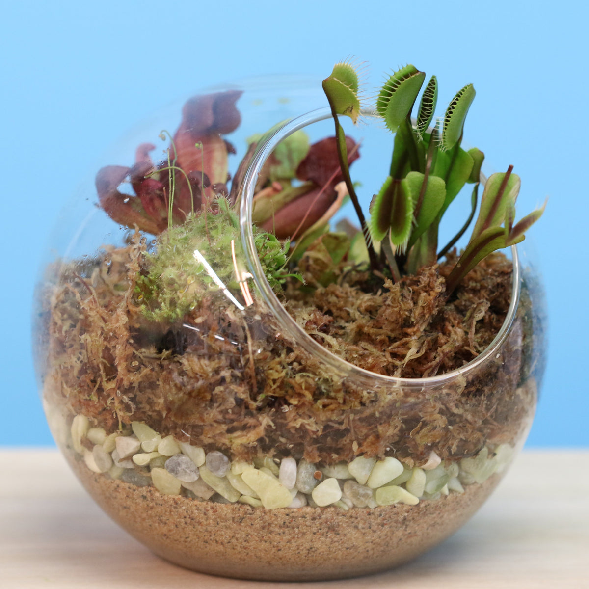 Terrarium Workshop - Thursday, April 16th 2026 at 6:00 pm