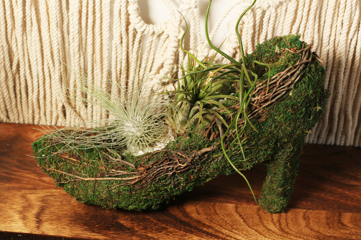 Stiletto Moss Planter Kit