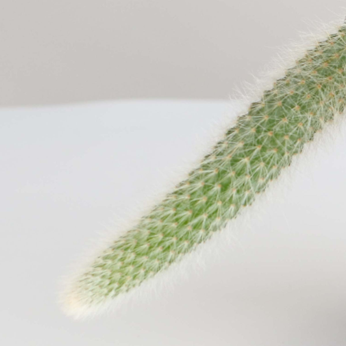 Monkey Tail Cactus