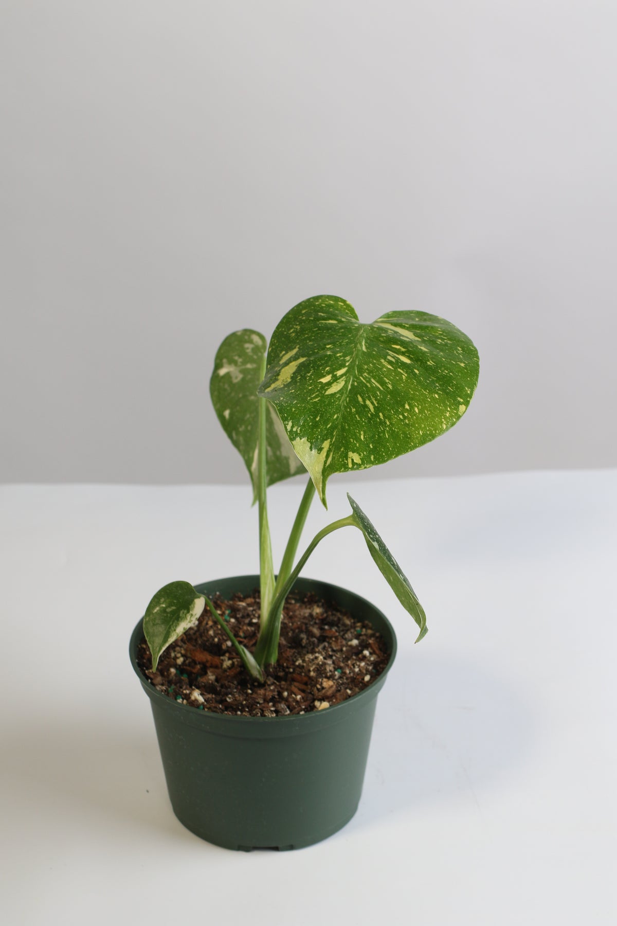 Monstera Thai Constellation