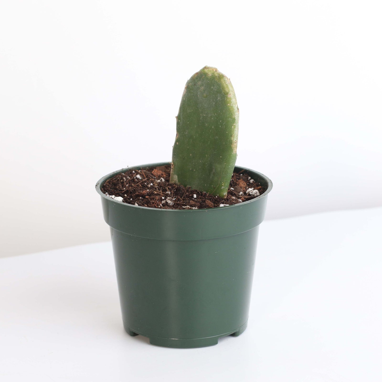 Opuntia Prickly Pear Cactus