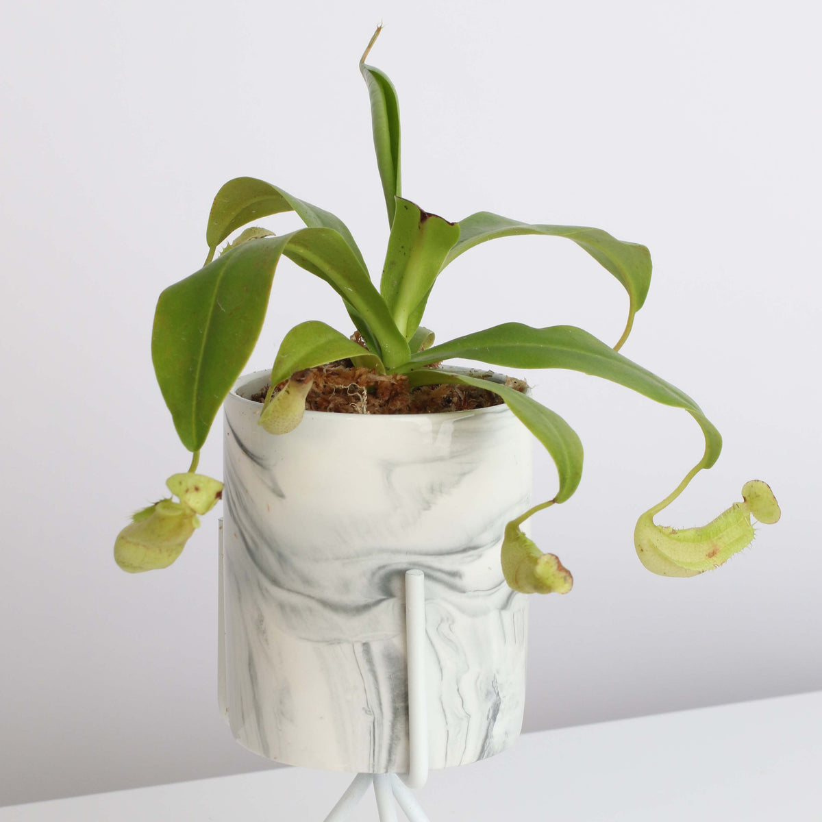 Nepenthes Sanguinea Carnivorous Pitcher Plant