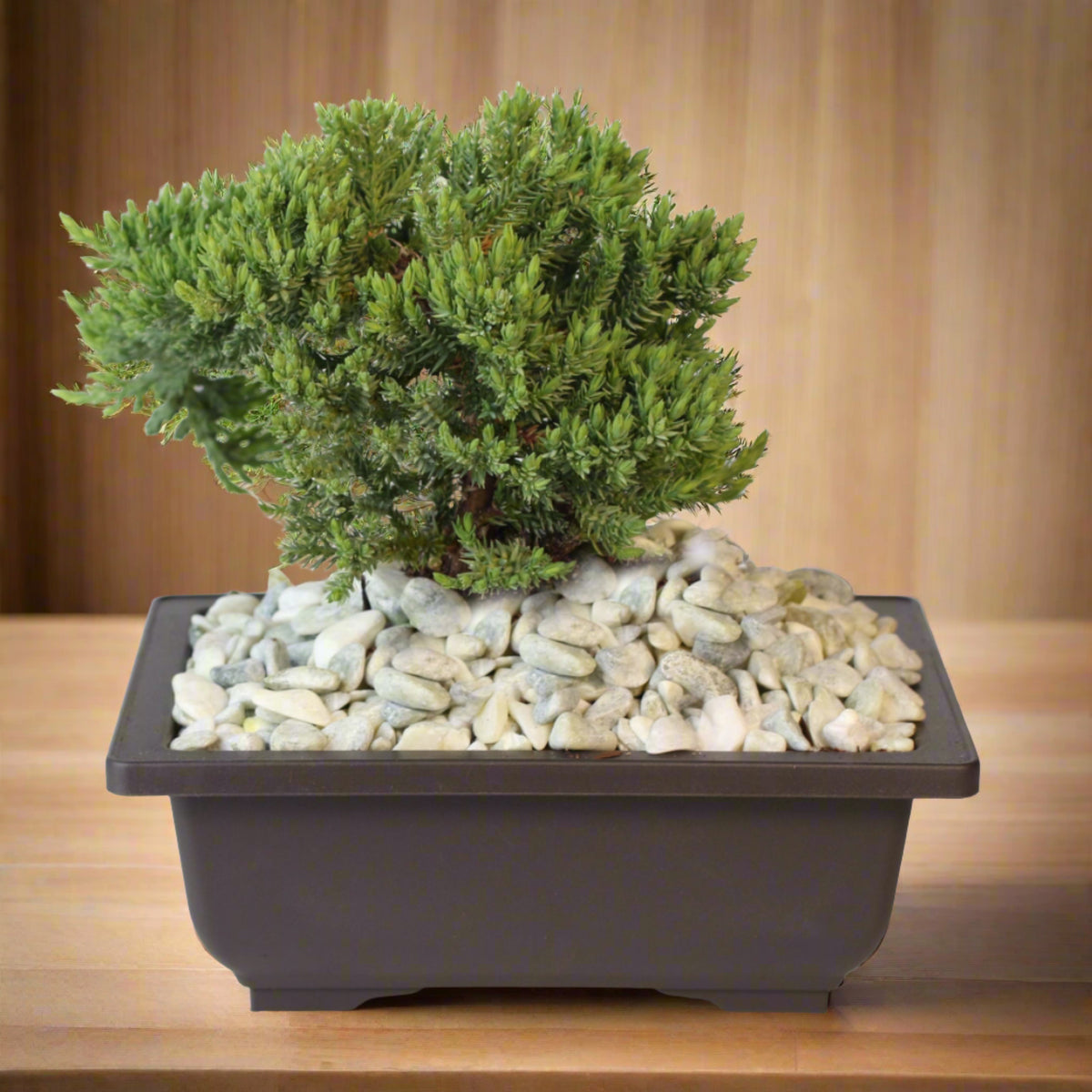 Bonsai Japanese Juniper