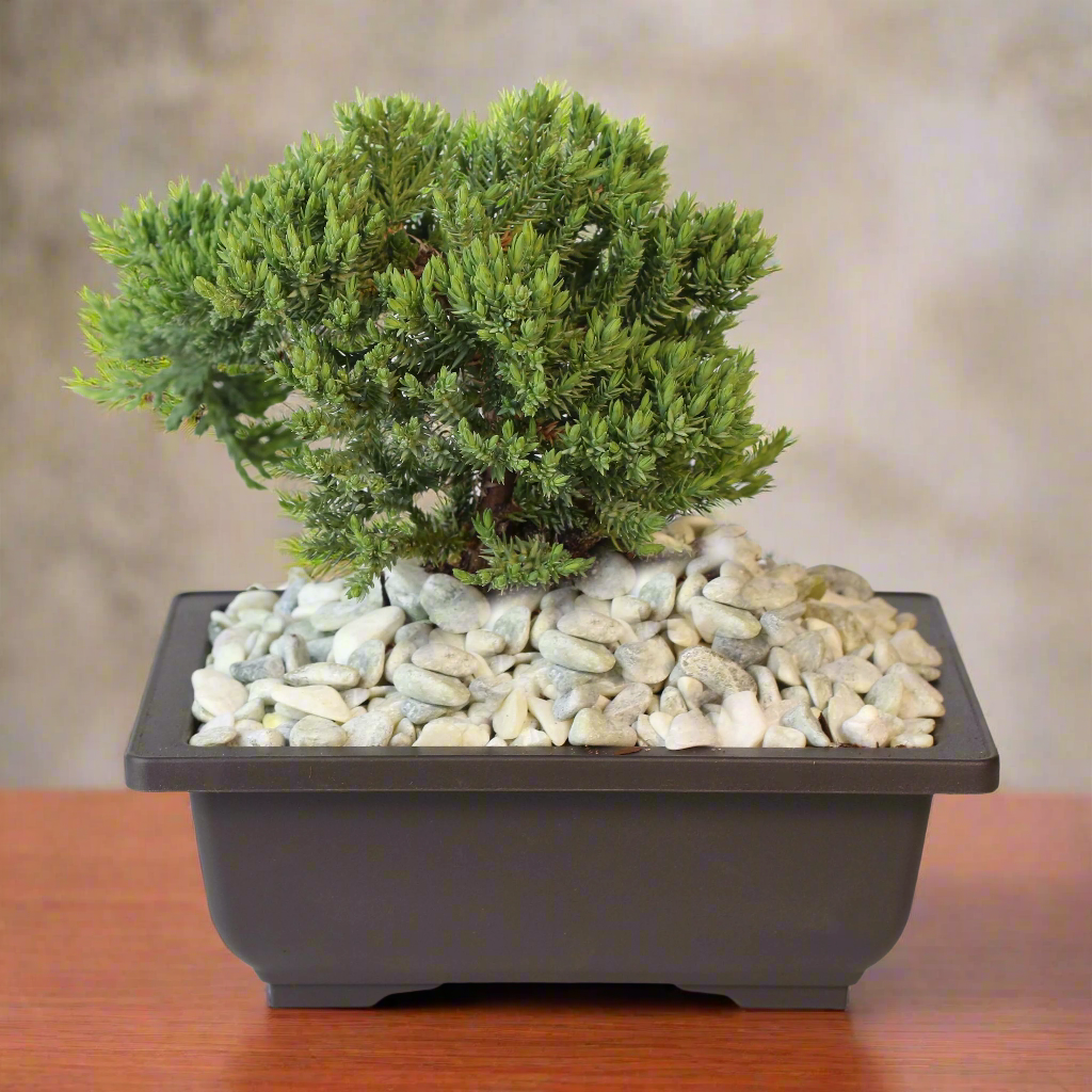 Bonsai Japanese Juniper