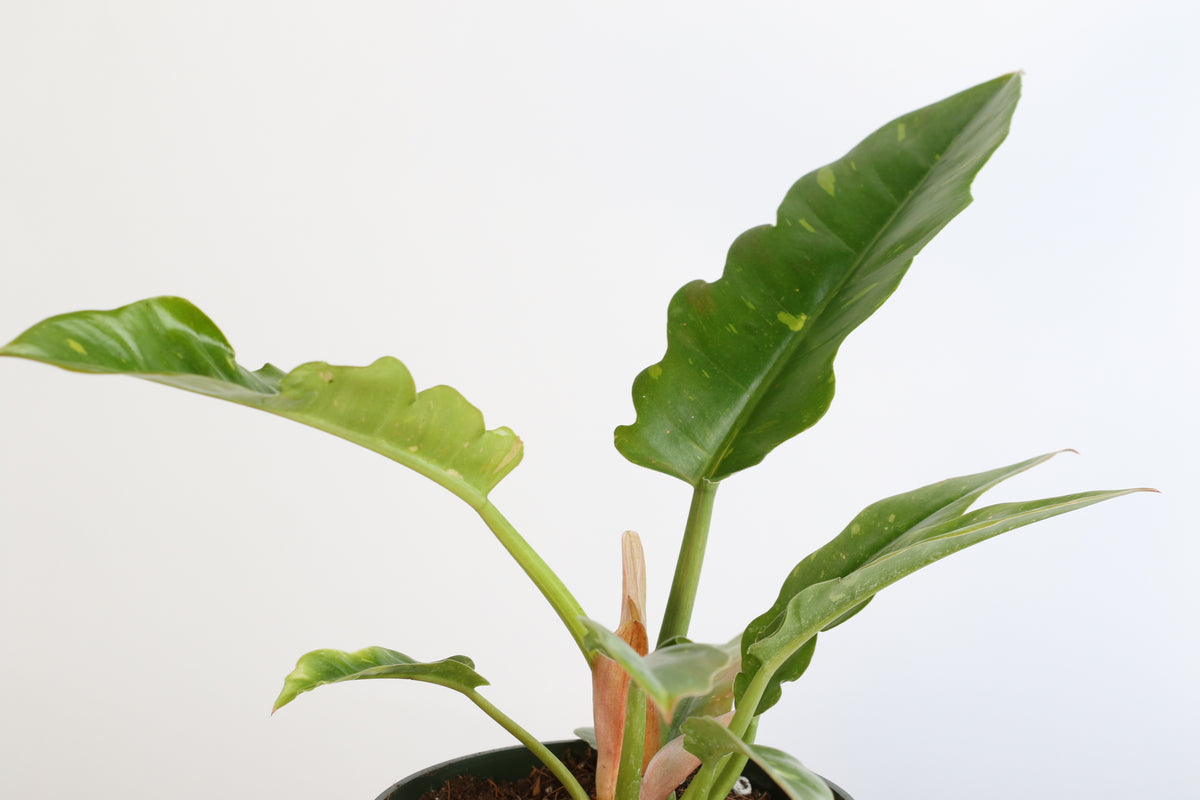 Philodendron 'Ring of Fire'