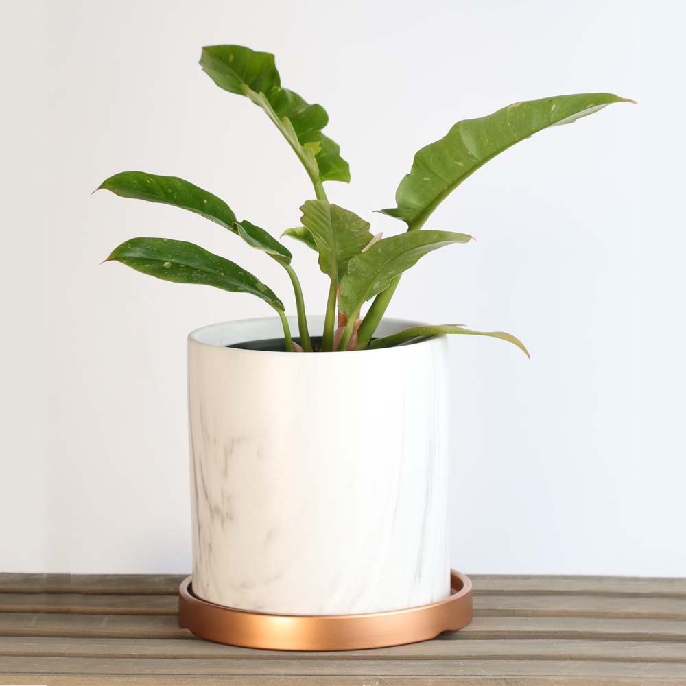 Philodendron 'Ring of Fire'