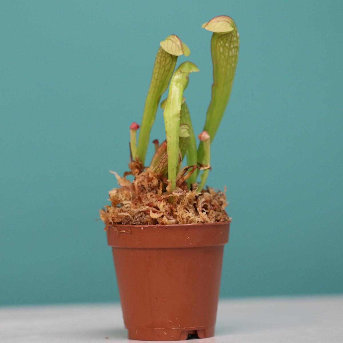 Sarracenia BUG BAT Trumpet Pitcher Carnivorous Plant