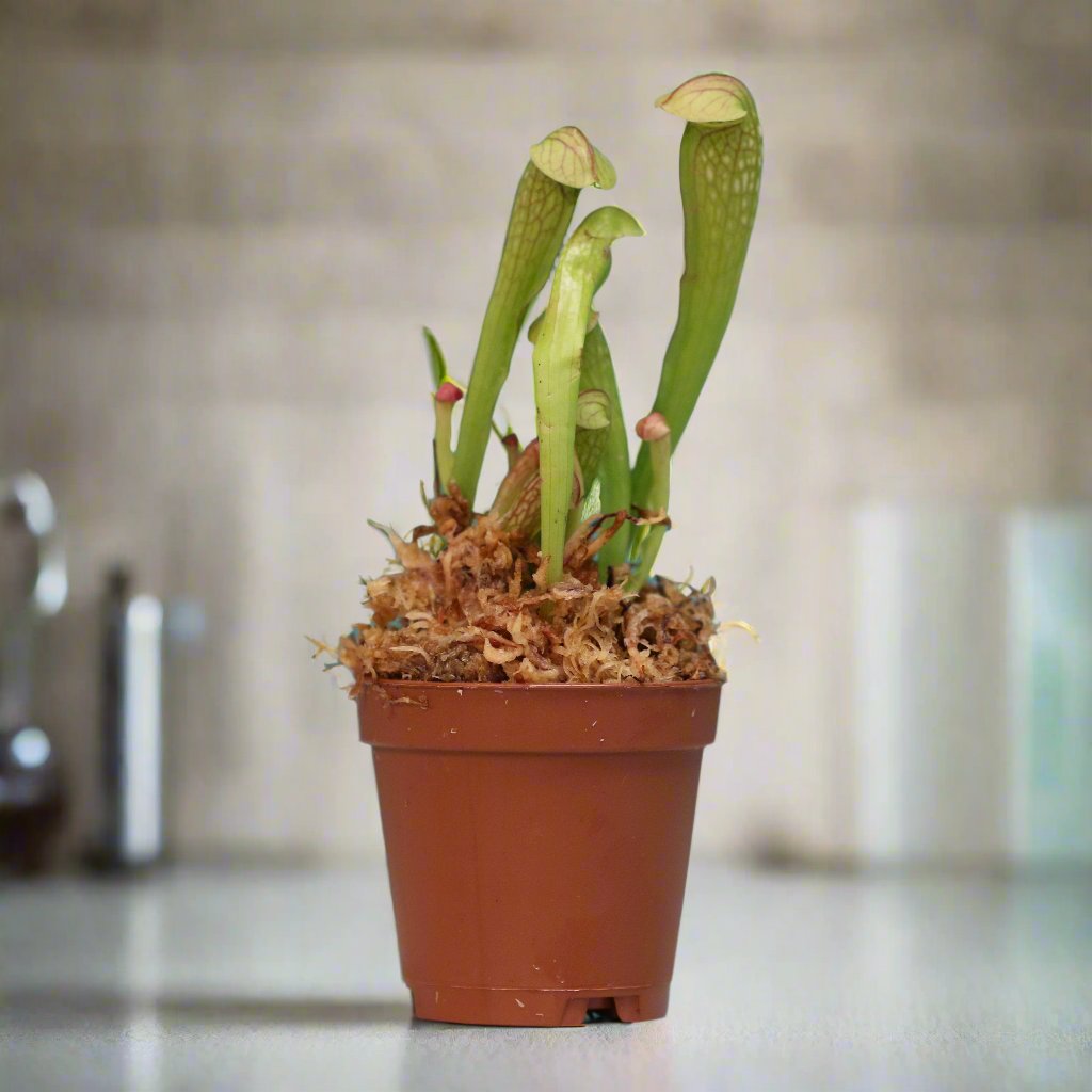 Sarracenia BUG BAT Trumpet Pitcher Carnivorous Plant