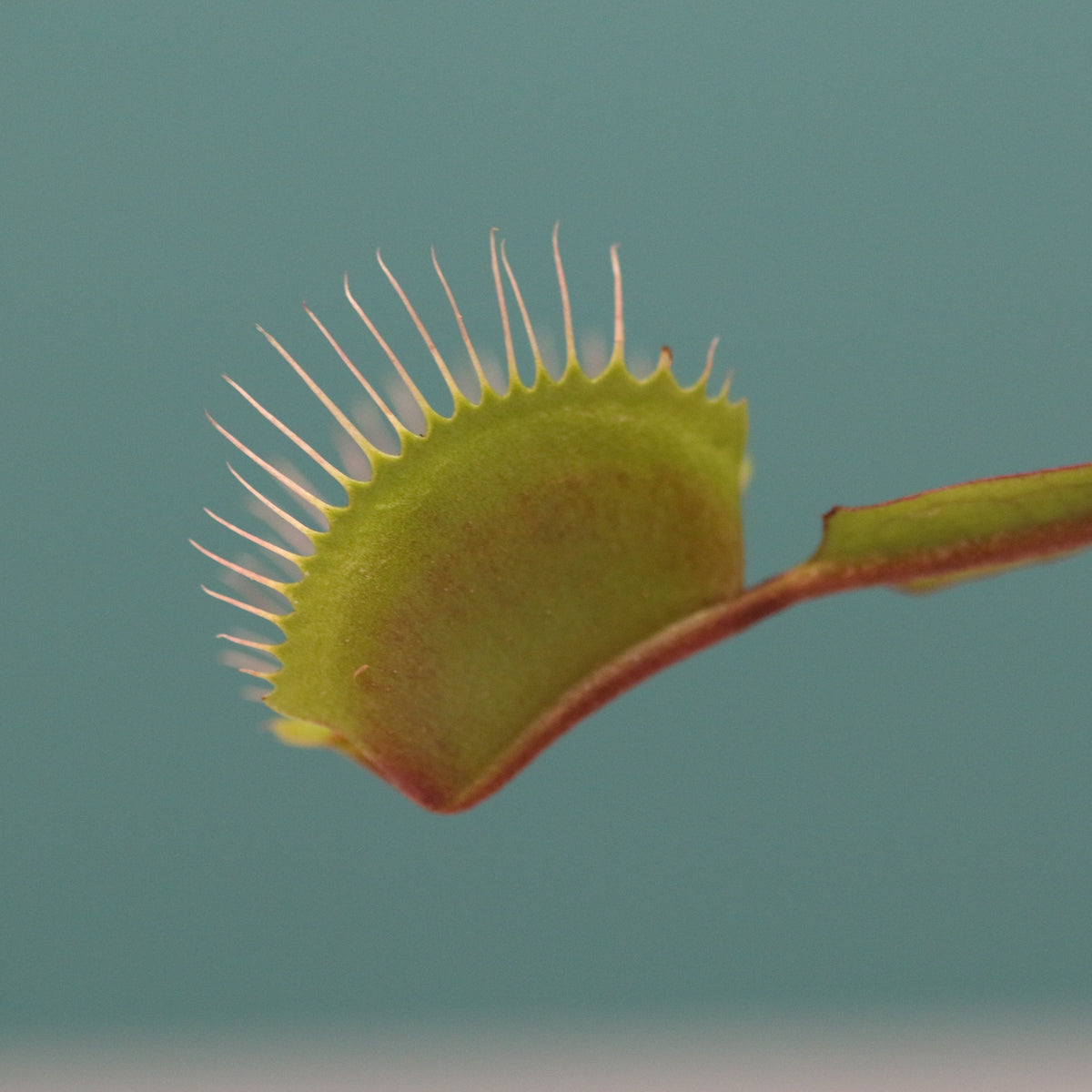 Venus Fly Trap Macro shot