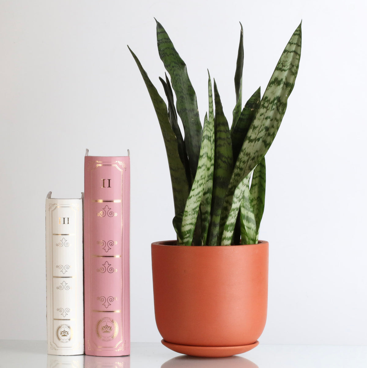 Light Sansevieria Snake Plant