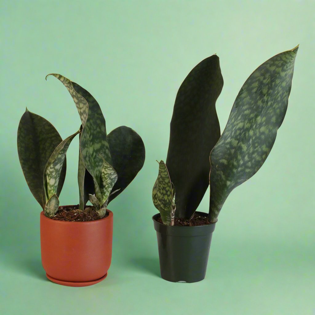Shark Fin Sansevieria Snake Plant