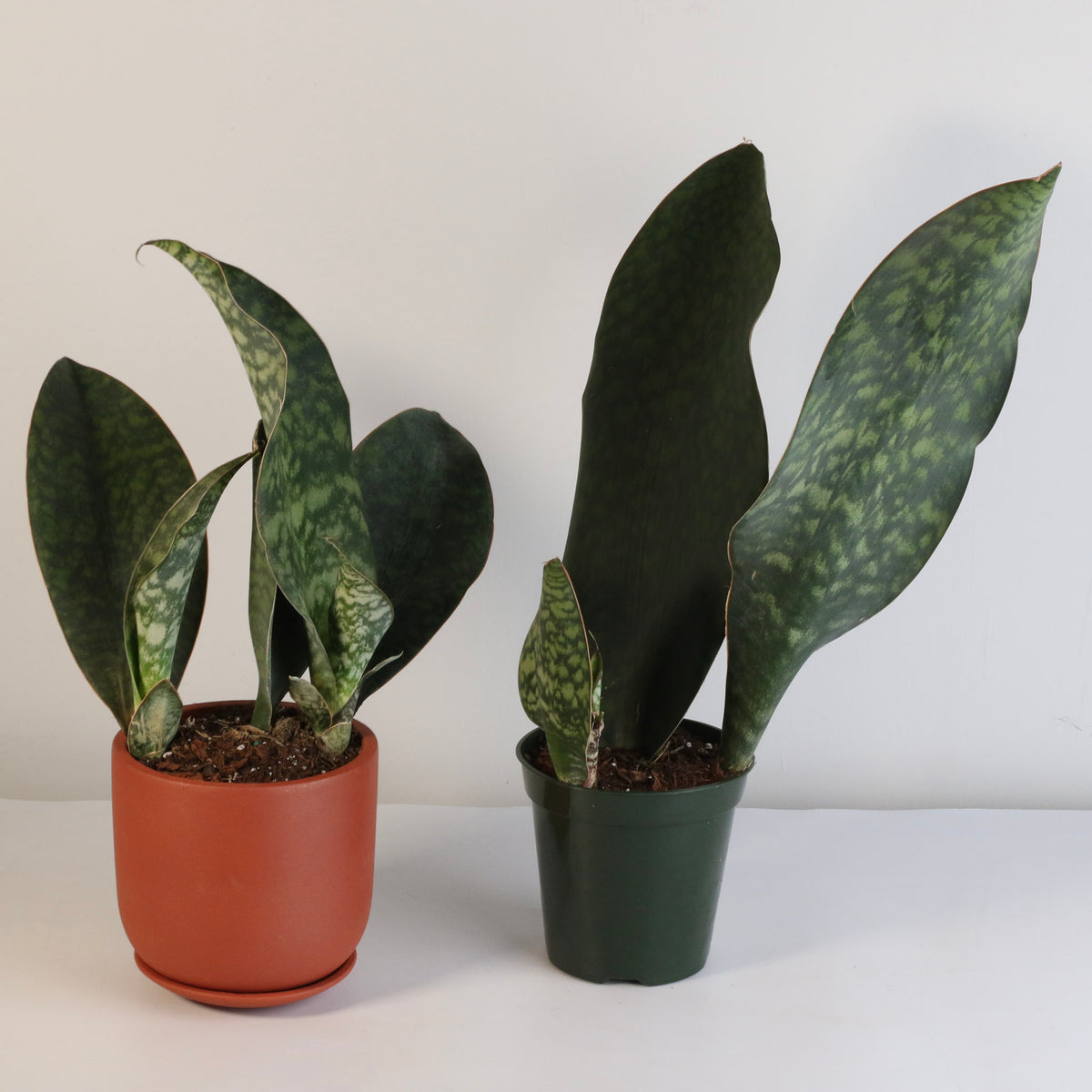 Shark Fin Sansevieria Snake Plant