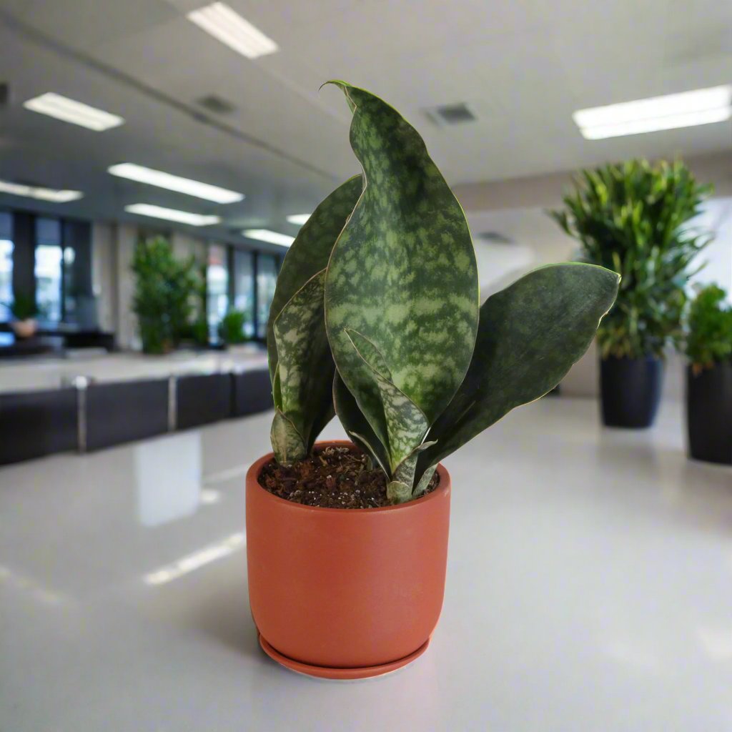Shark Fin Sansevieria Snake Plant