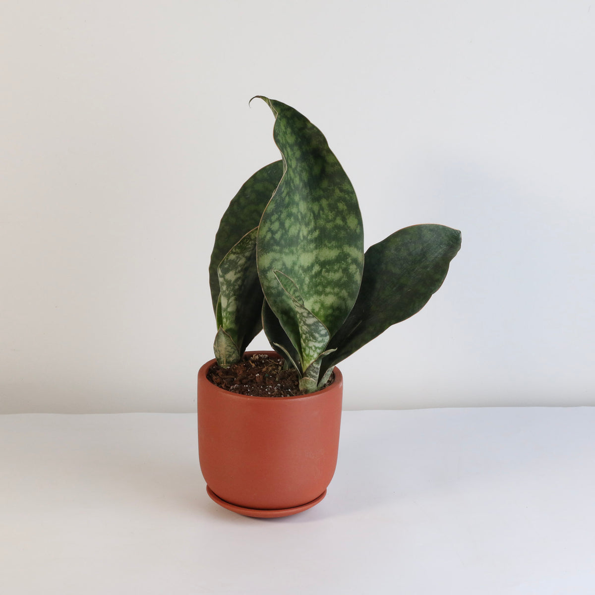 Shark Fin Sansevieria Snake Plant