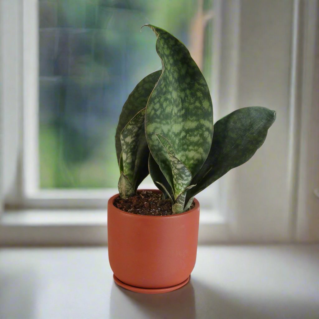 Shark Fin Sansevieria Snake Plant