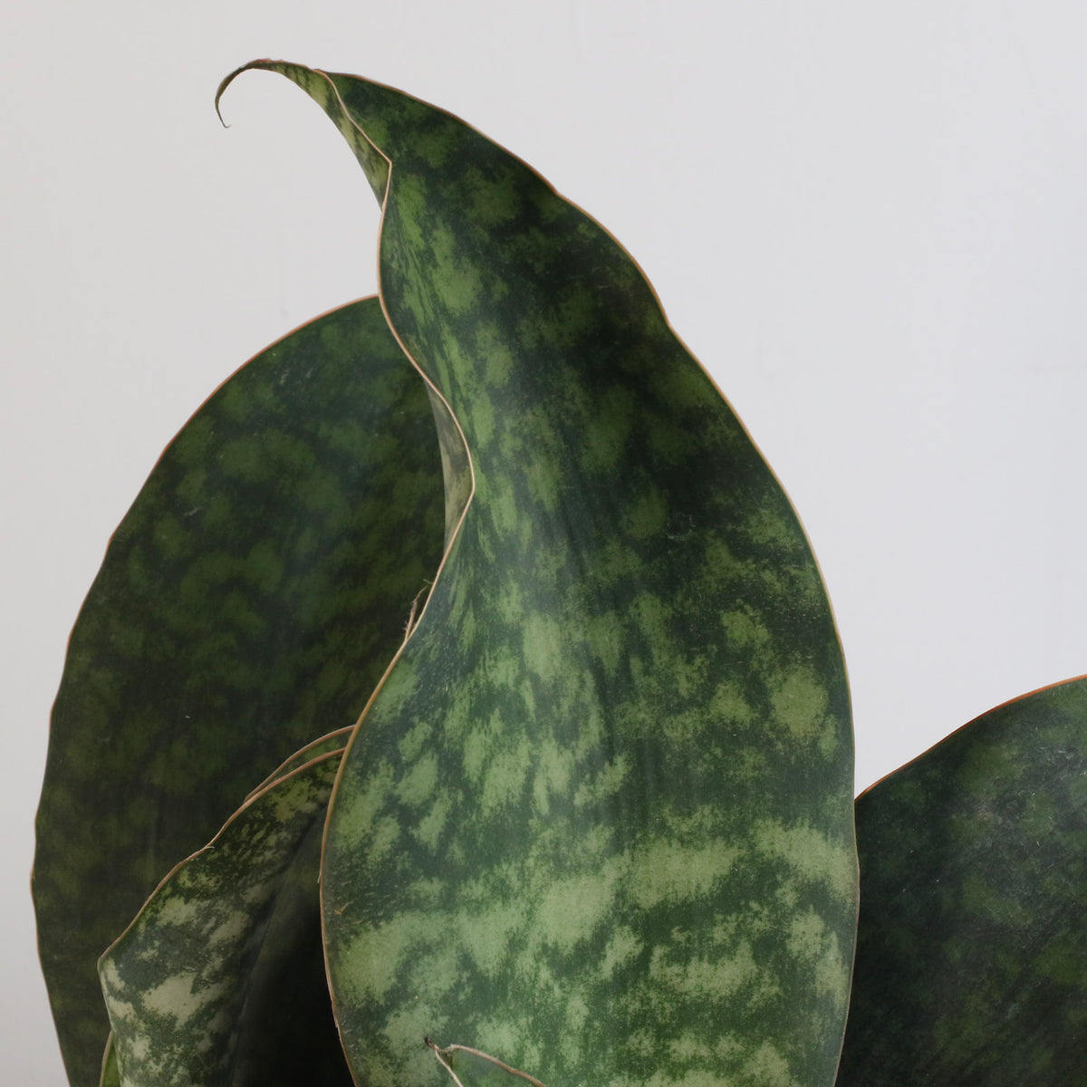 Shark Fin Sansevieria Snake Plant