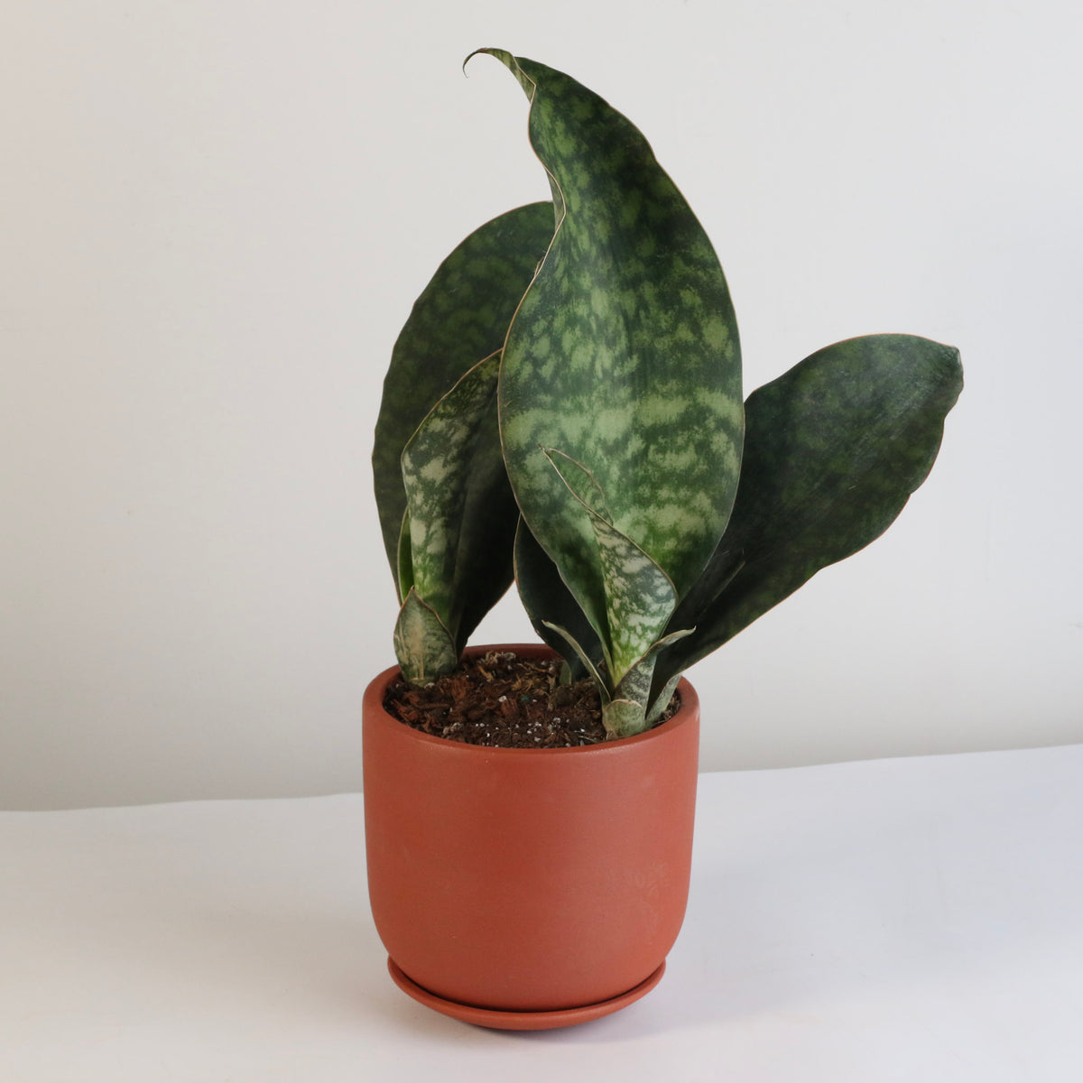 Shark Fin Sansevieria Snake Plant
