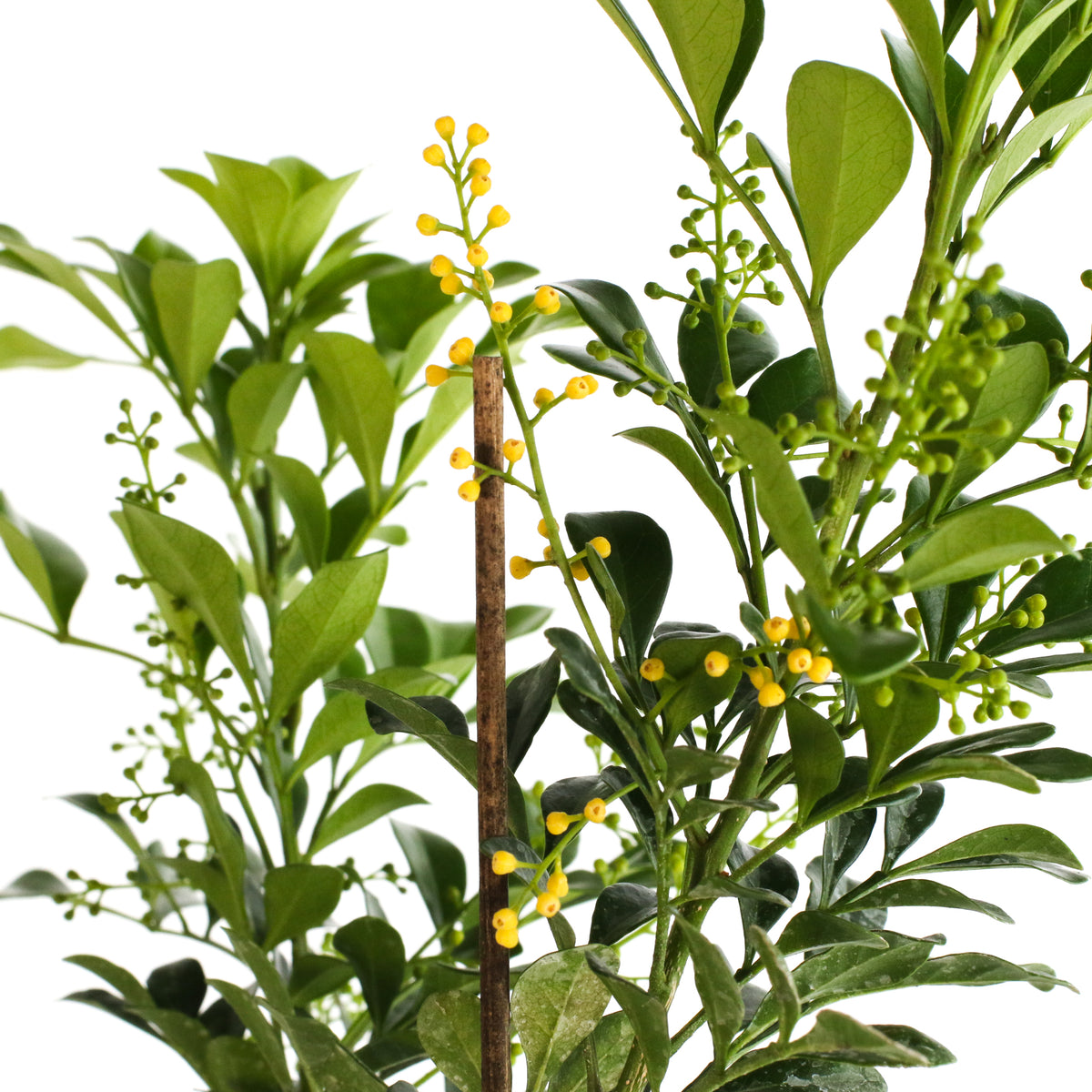 Chinese Perfume Plant