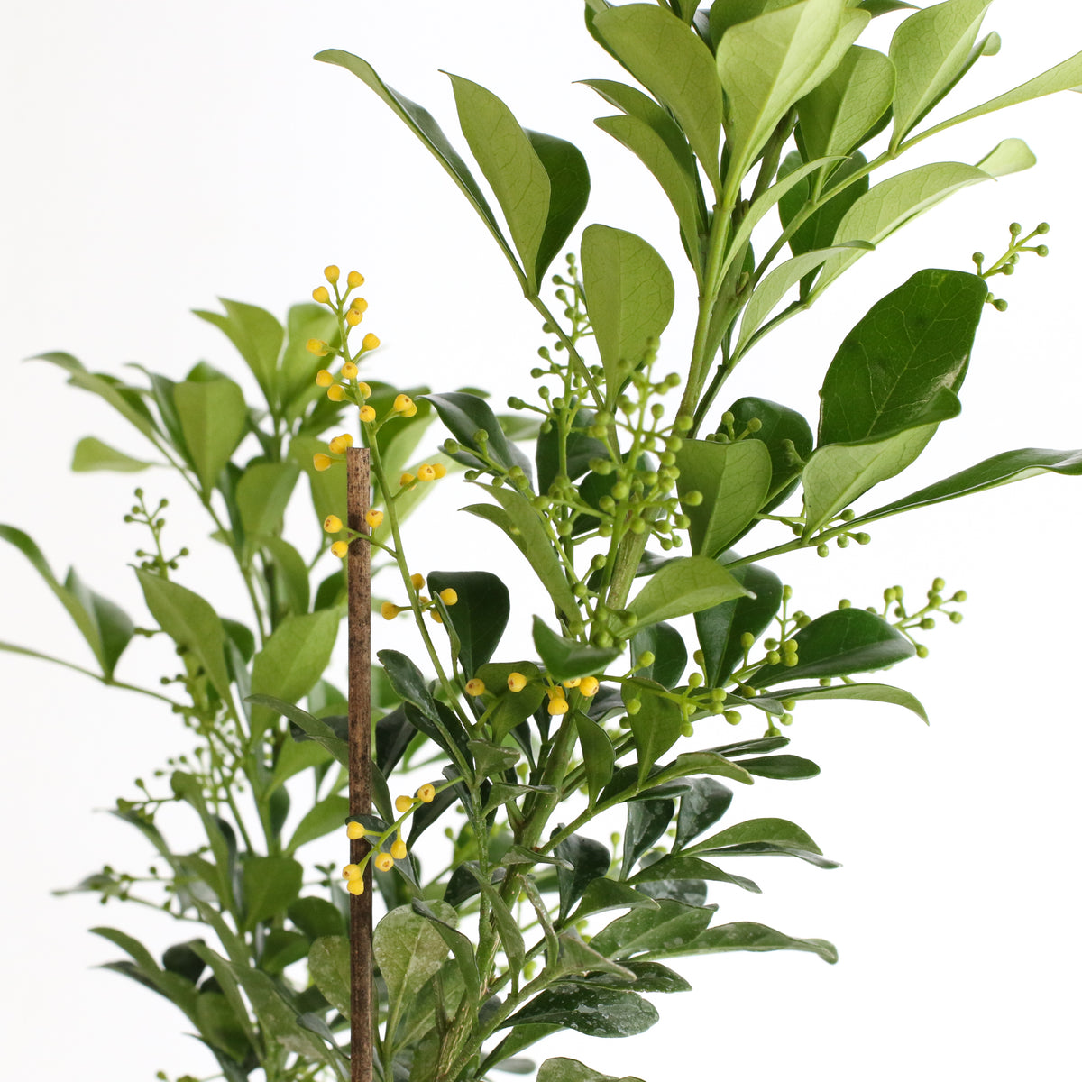 Chinese Perfume Plant