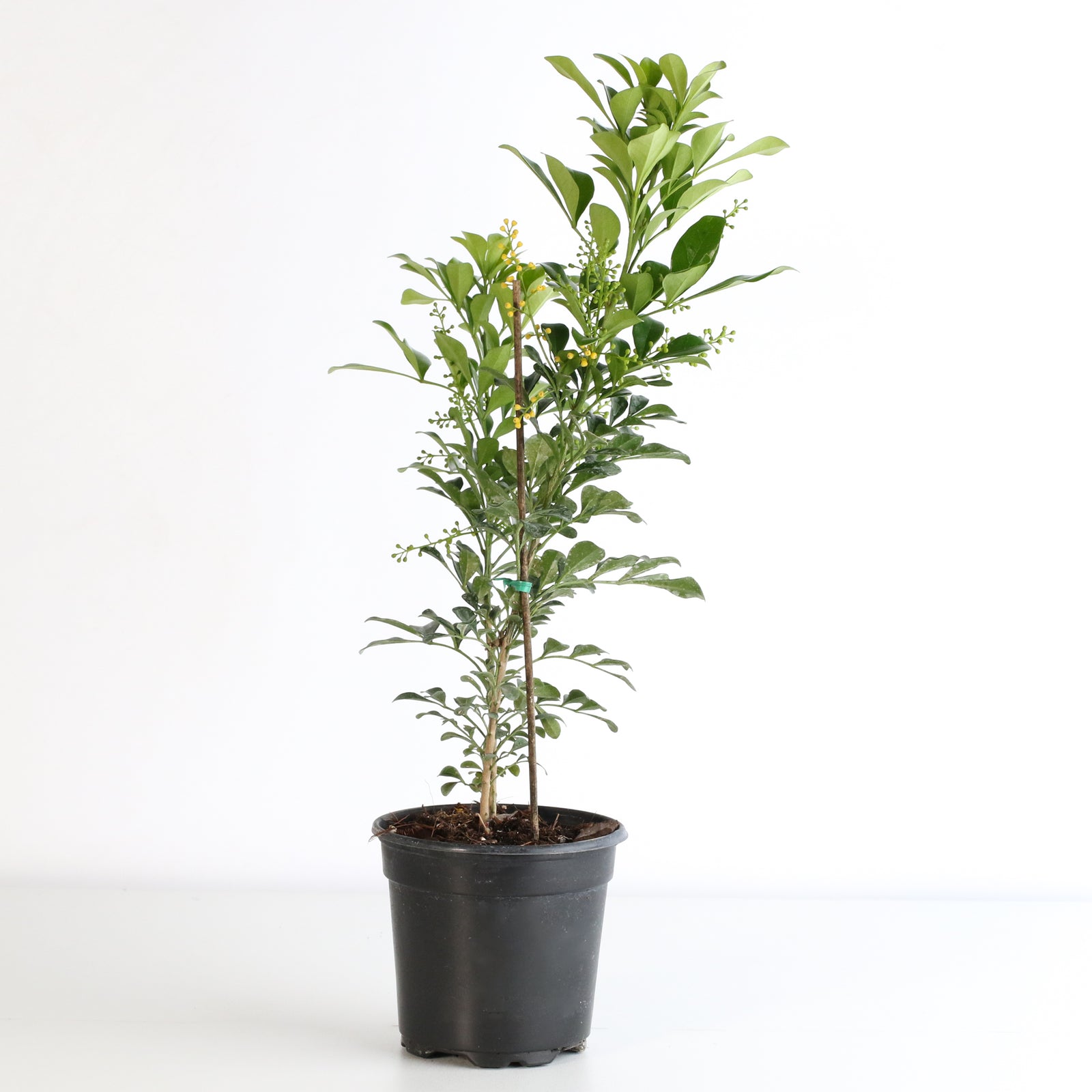 Chinese Perfume Plant