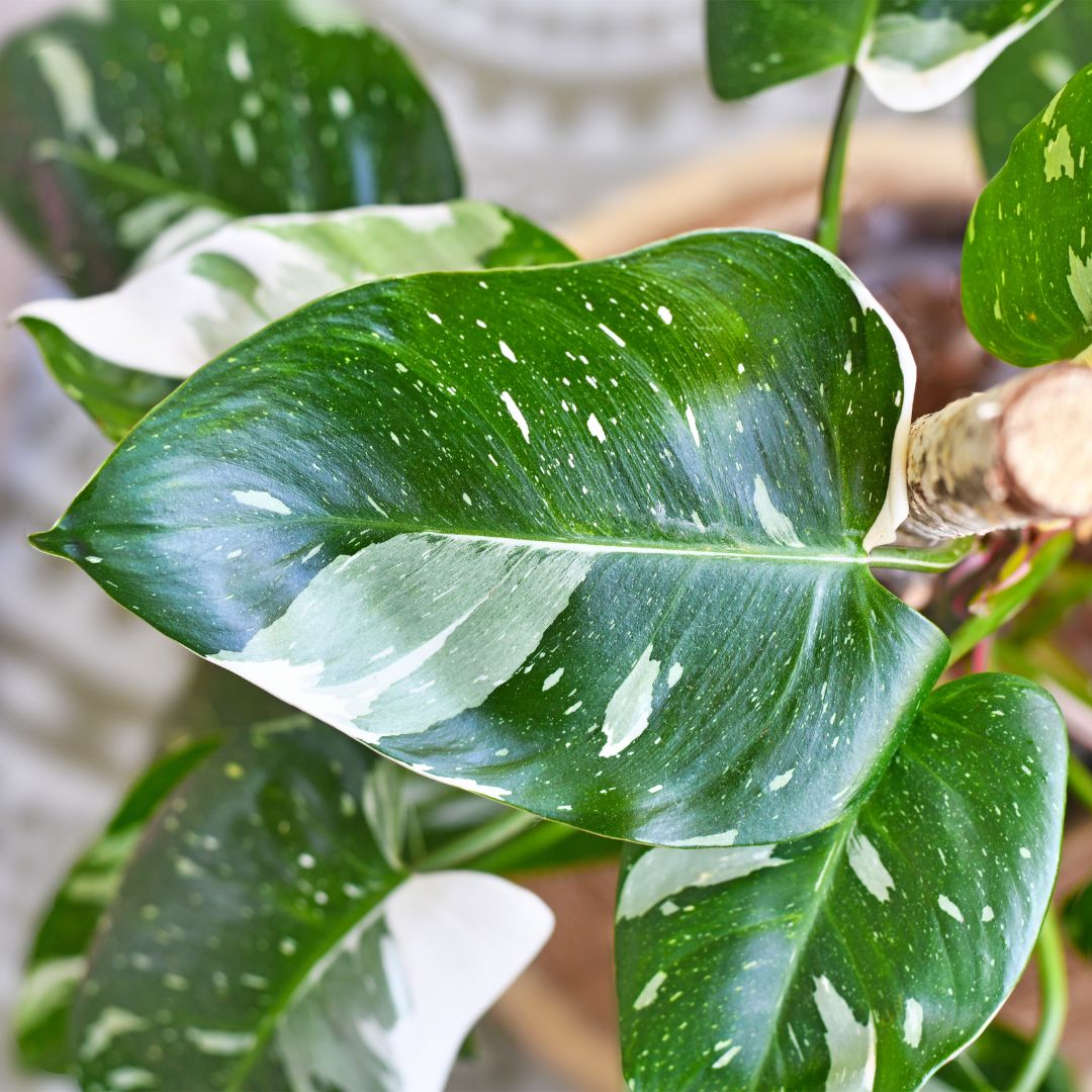 Philodendron 'White Princess'