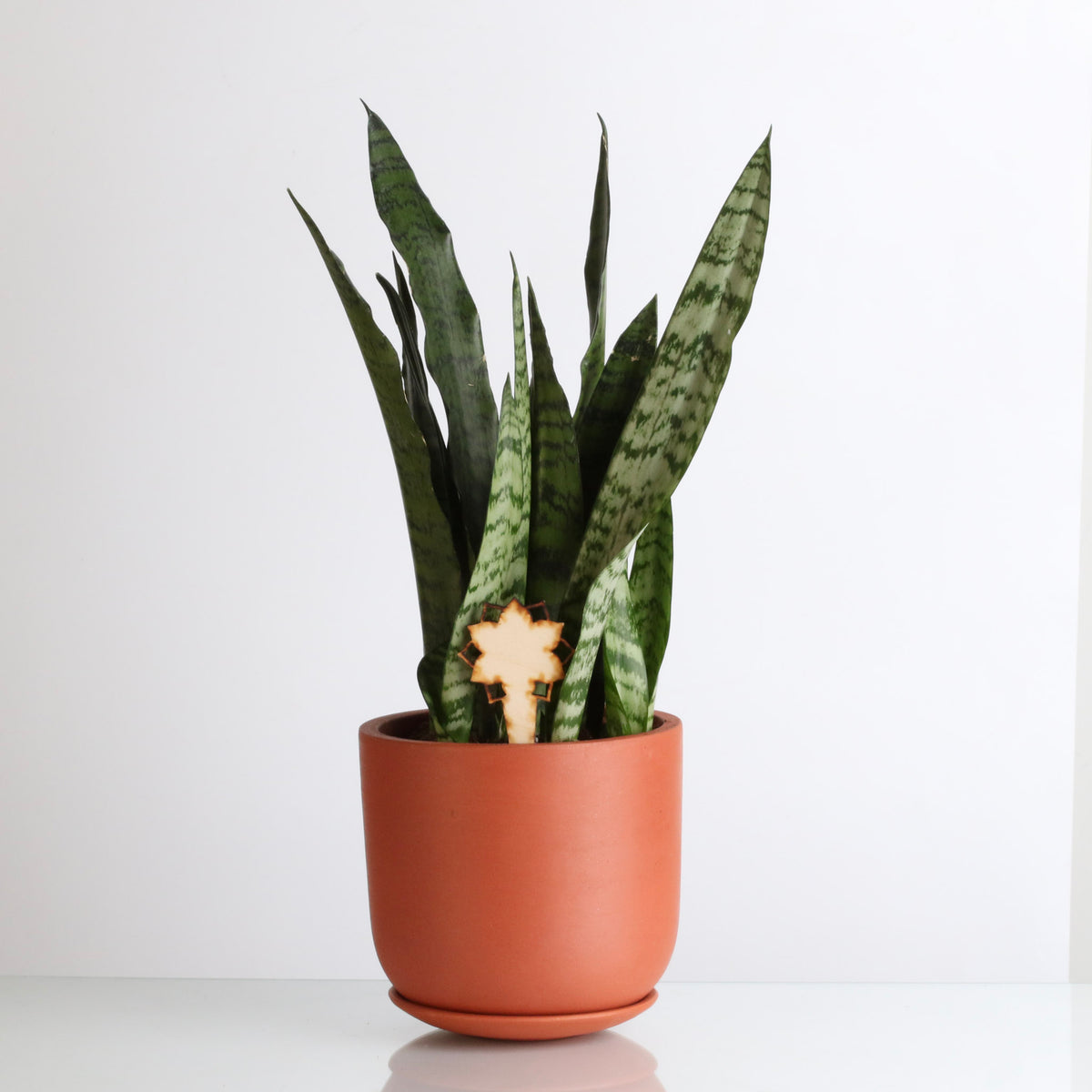Light Sansevieria Snake Plant