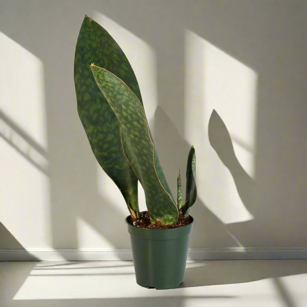 Shark Fin Sansevieria Snake Plant