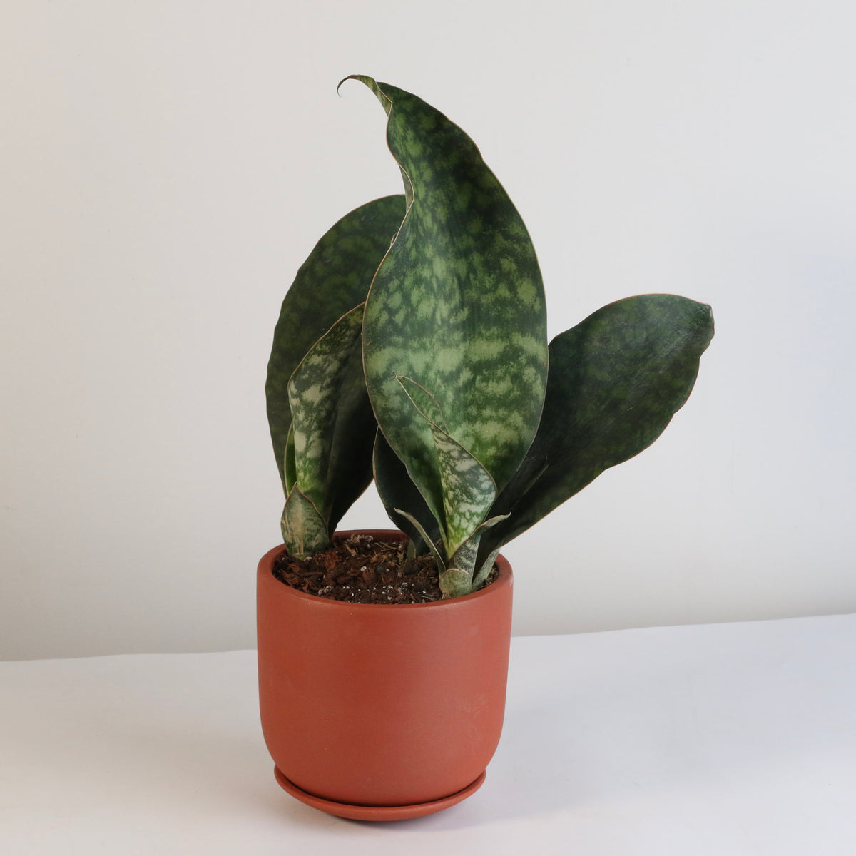 Shark Fin Sansevieria Snake Plant