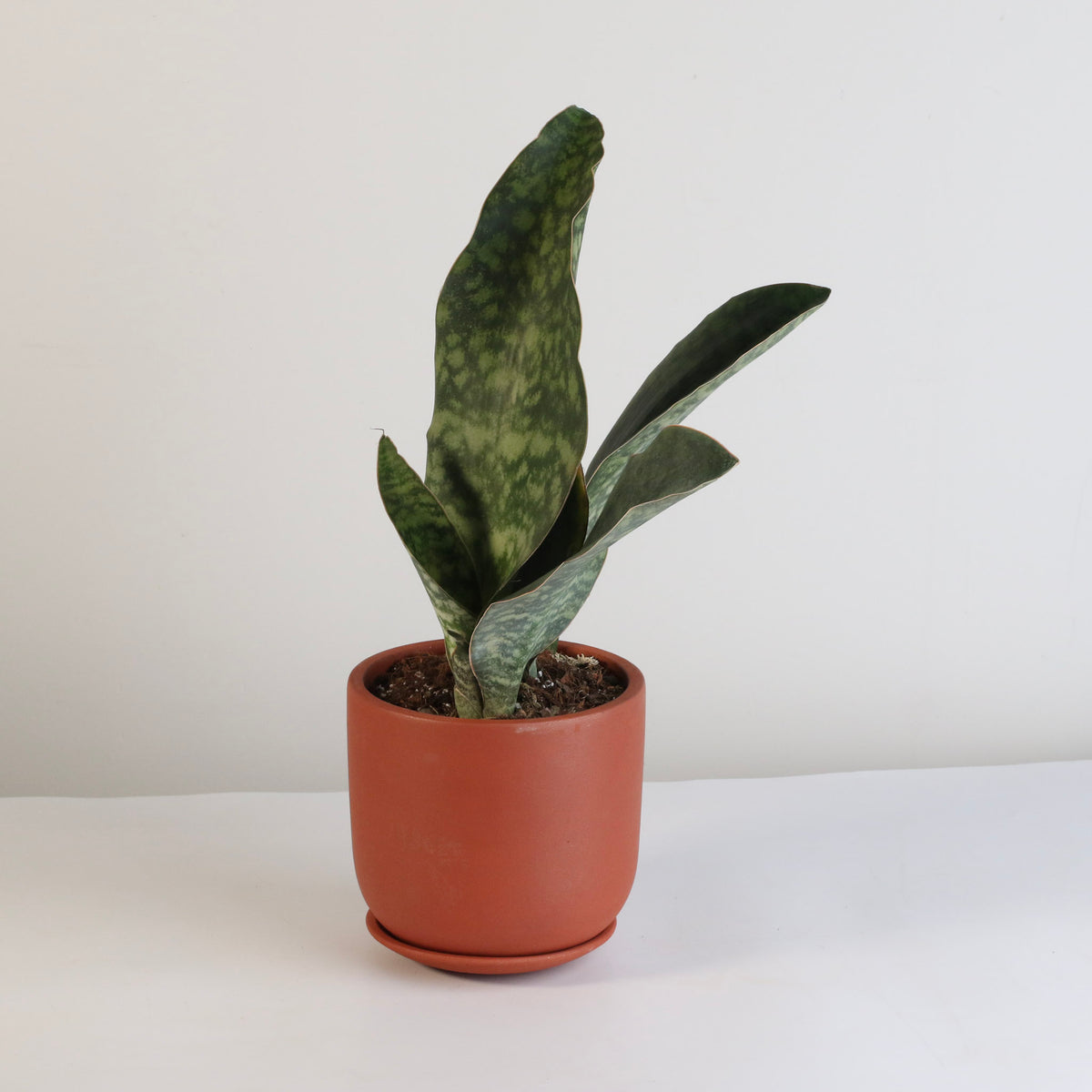 Shark Fin Sansevieria Snake Plant