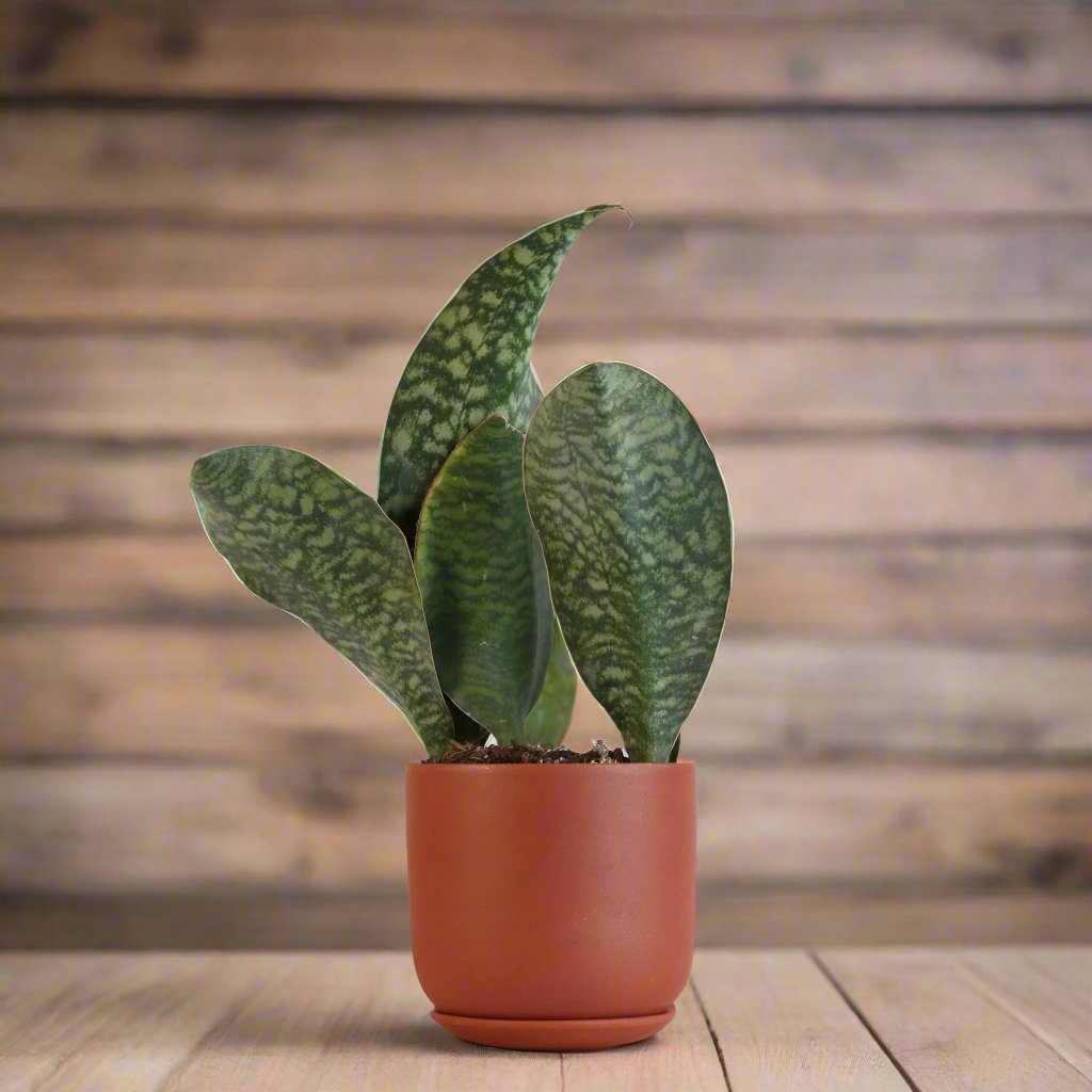 Shark Fin Sansevieria Snake Plant