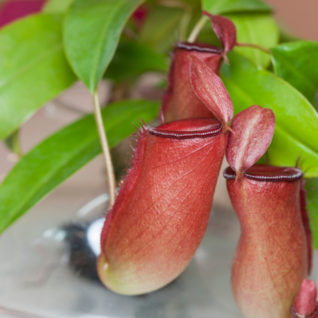Nepenthes Lady Luck Carnivorous Pitcher Plant