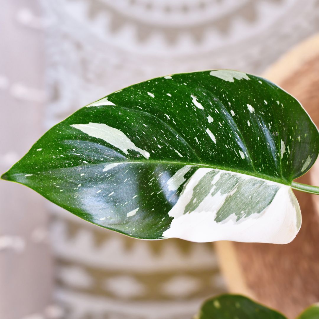 Philodendron 'White Princess'