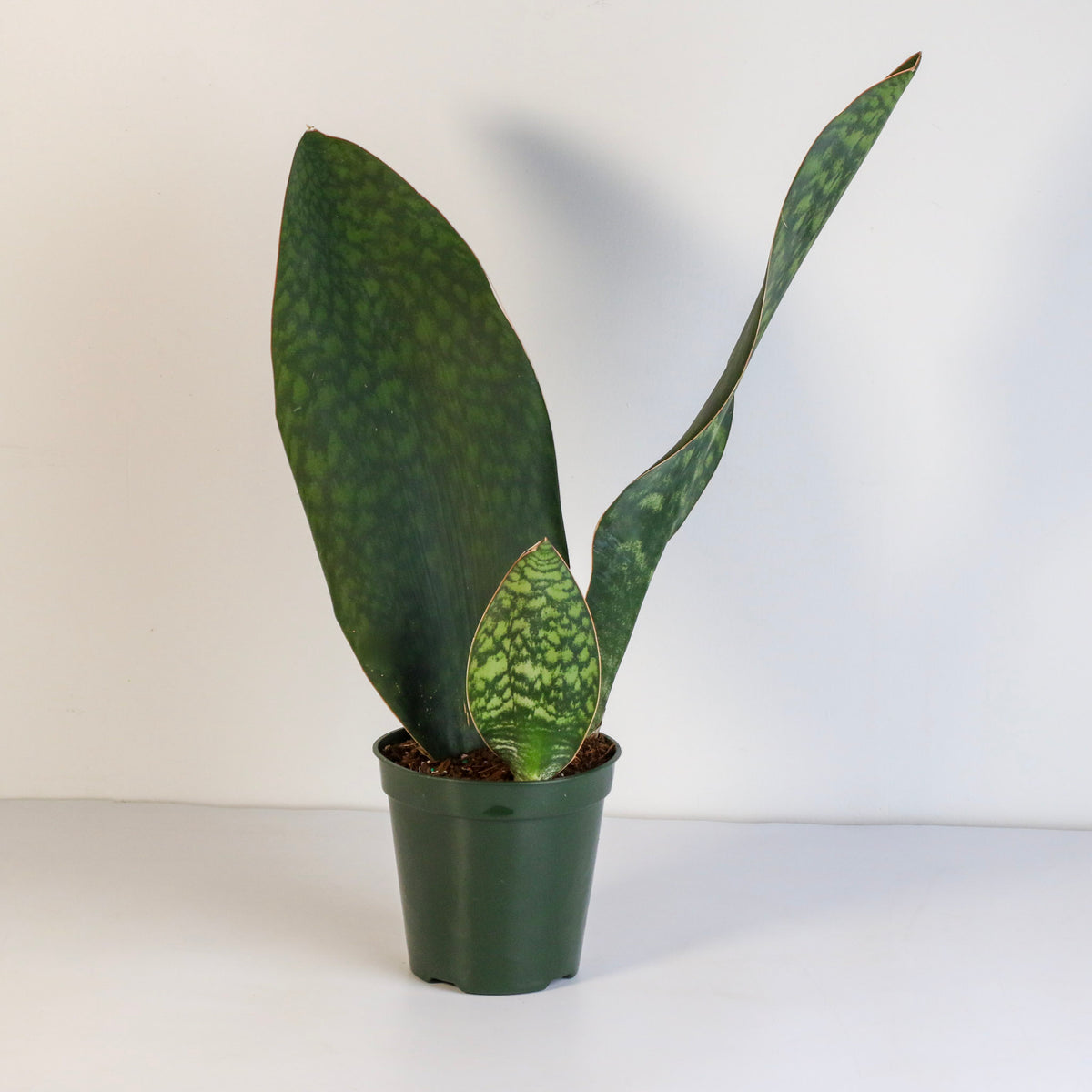 Shark Fin Sansevieria Snake Plant