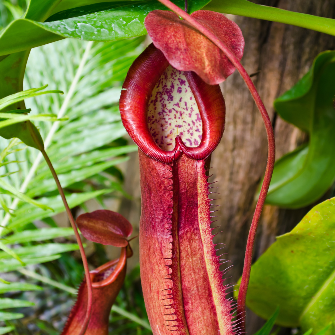 Large Nepenthes Lady Luck Pitcher Plant