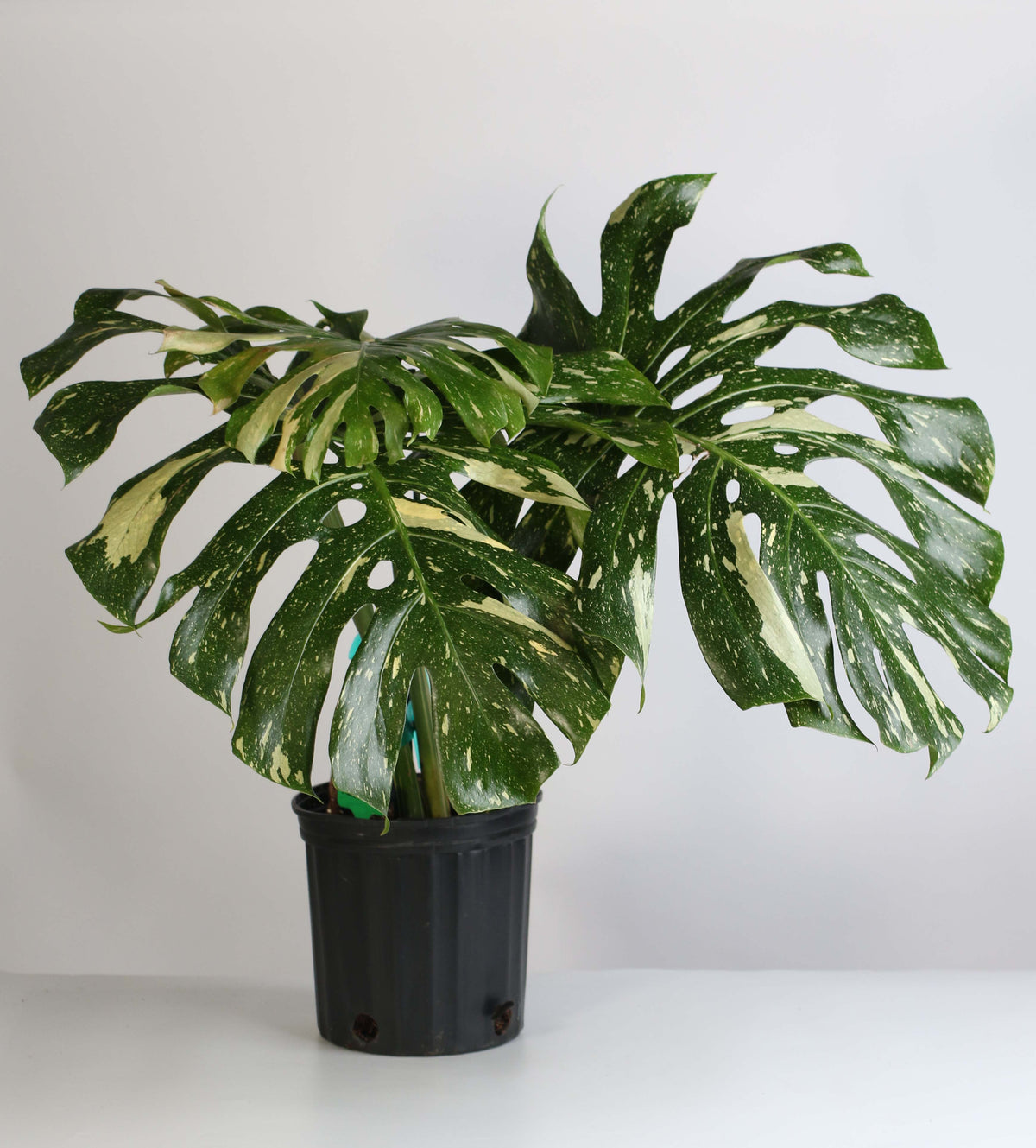 Monstera Thai Constellation