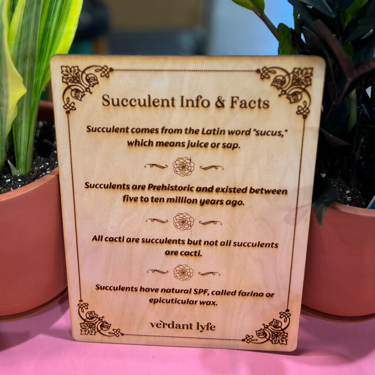 Succulent Arrangement Workshop - Thursday, January 29th 2026, at 6:00 pm