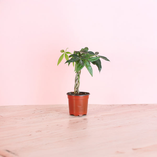 Lucky Braided Money Tree Plant - Verdant Lyfe