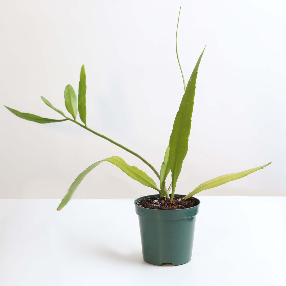 Epiphyllum Queen Of The Night