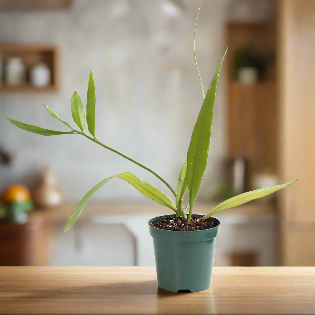 Epiphyllum Queen Of The Night