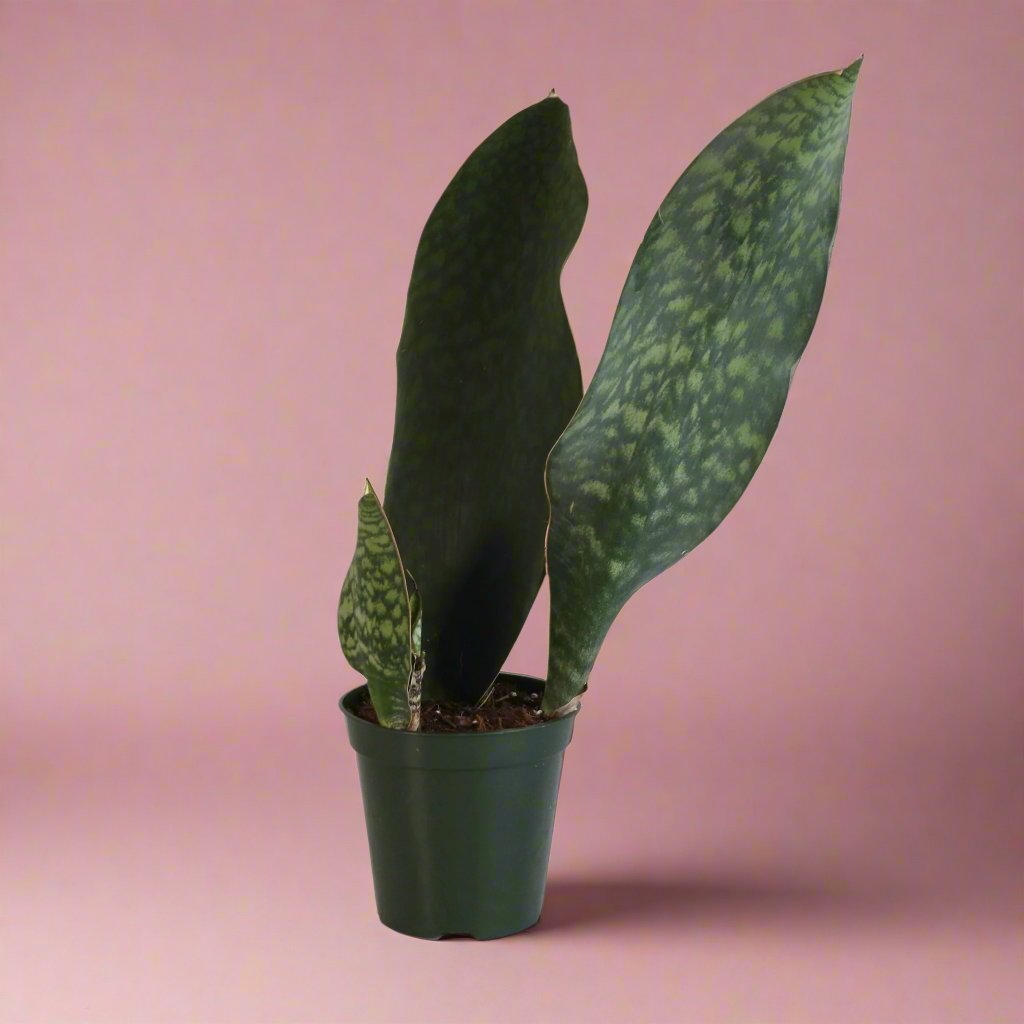 Shark Fin Sansevieria Snake Plant