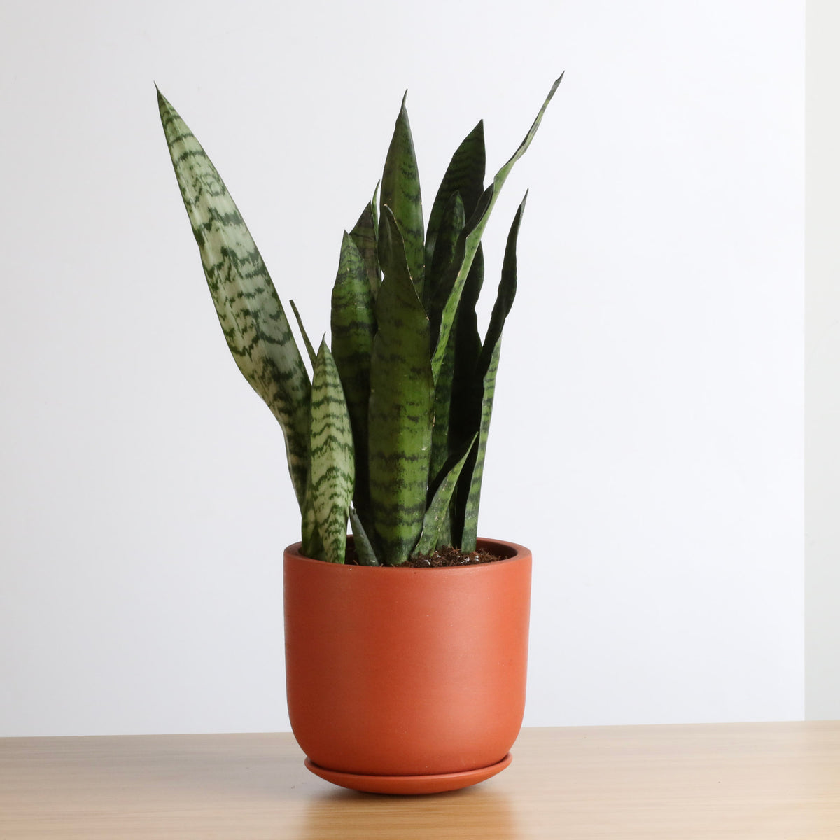 Light Sansevieria Snake Plant