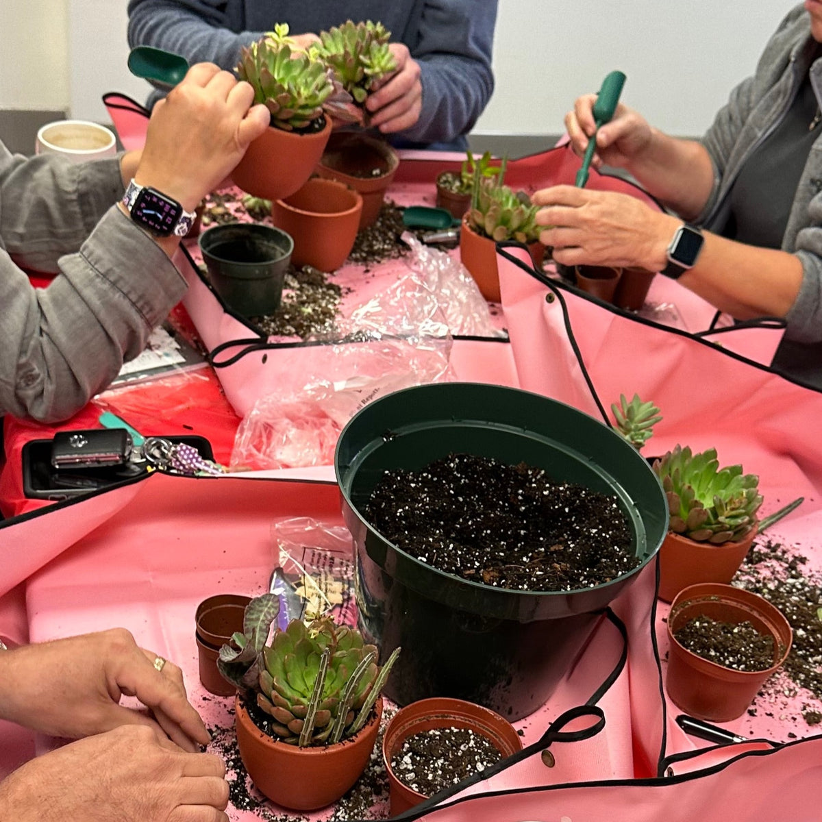 Succulent Arrangement Workshop - Thursday, January 29th 2026, at 6:00 pm