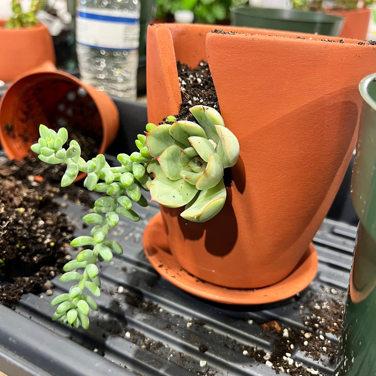 Succulent Arrangement Workshop - Thursday, January 29th 2026, at 6:00 pm