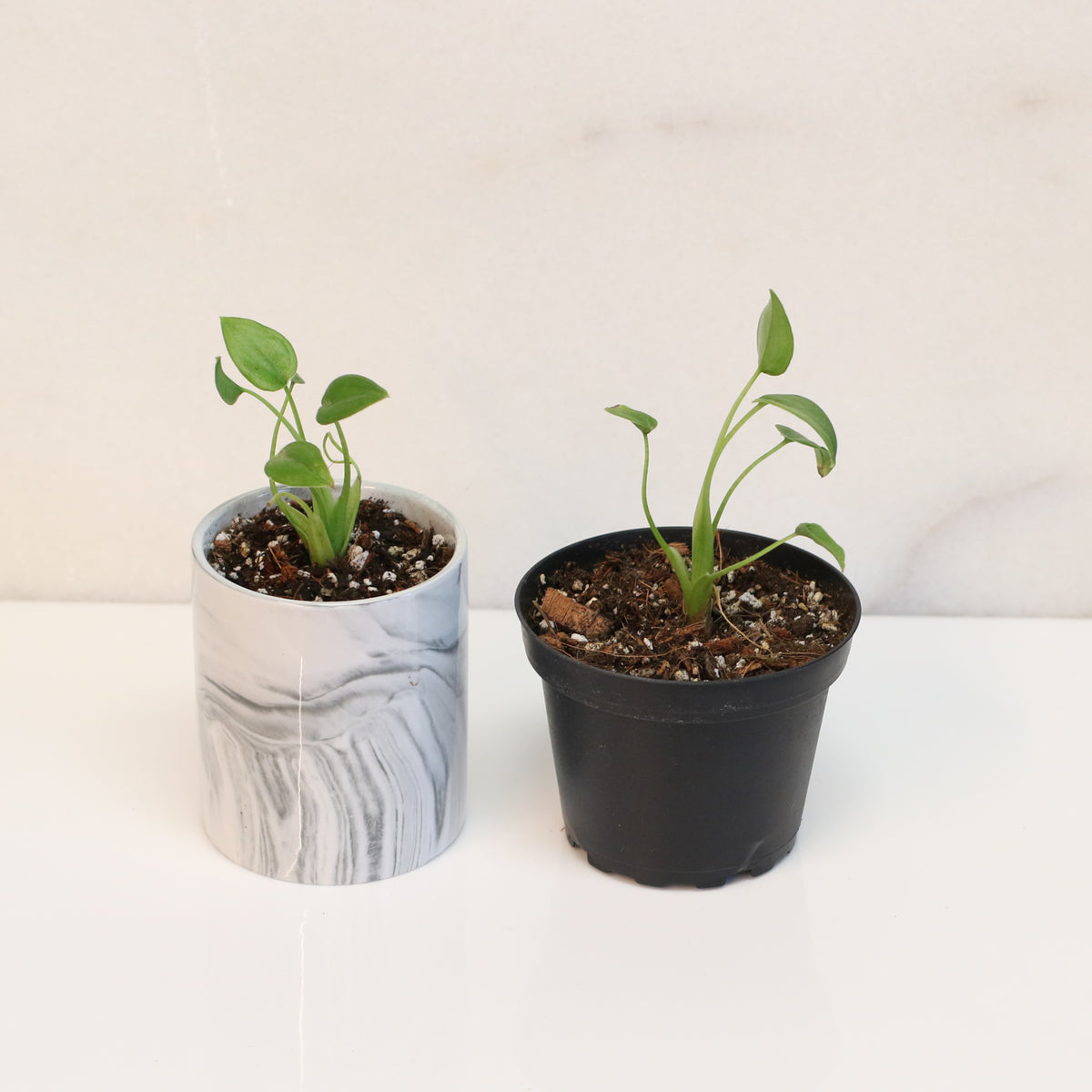 Alocasia 'Tiny Dancers'