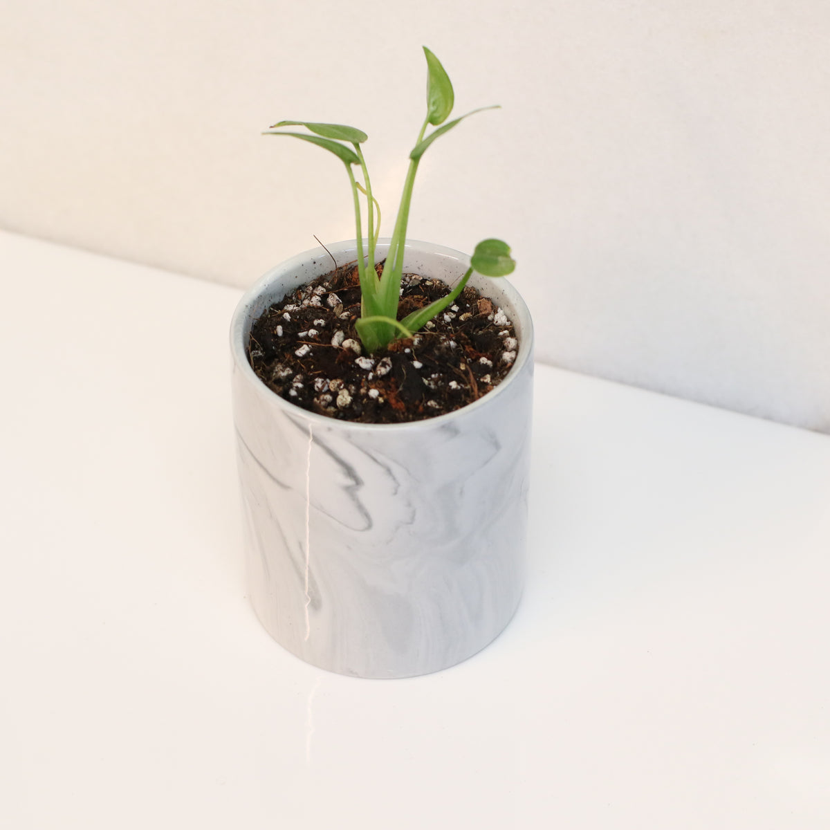 Alocasia 'Tiny Dancers'